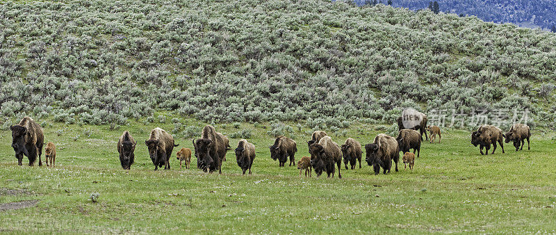 美国野牛(bison bison)，也被称为美国水牛，在怀俄明州的黄石国家公园大量发现。一群小动物。新出生的动物。